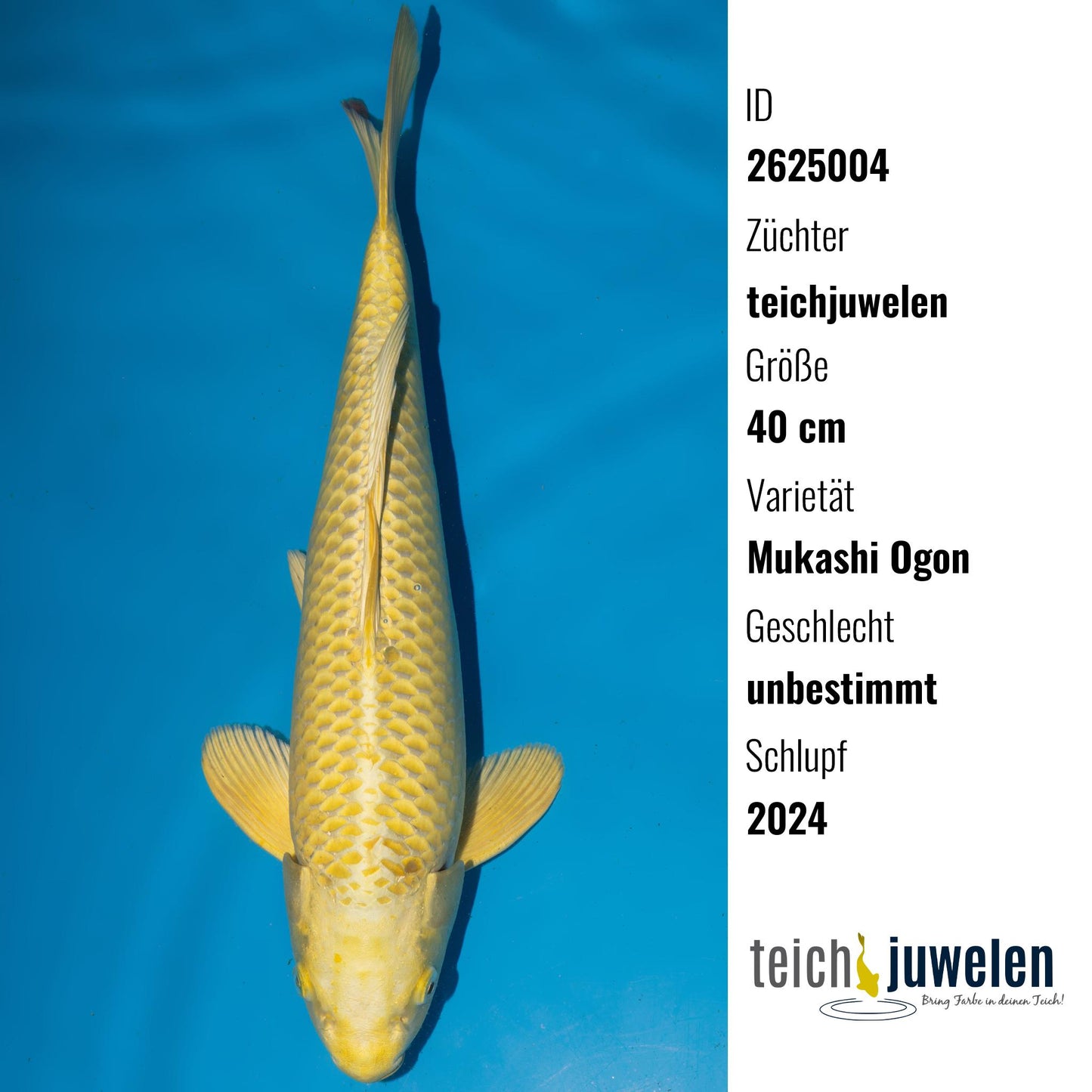 Mukashi Ogon, 40 cm, 2024