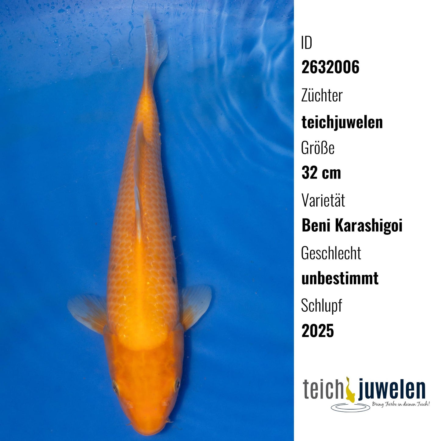 Beni Karashigoi, 32 cm, 2025