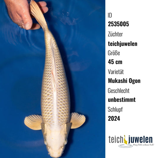 Mukashi Ogon, 45 cm, 2024