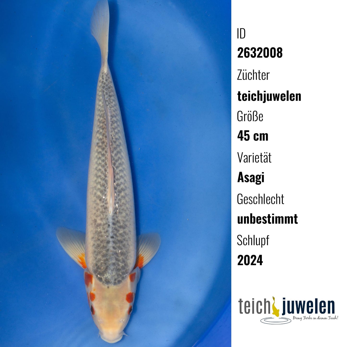 Asagi, 45 cm, 2024