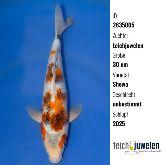 Showa, 30 cm, 2025