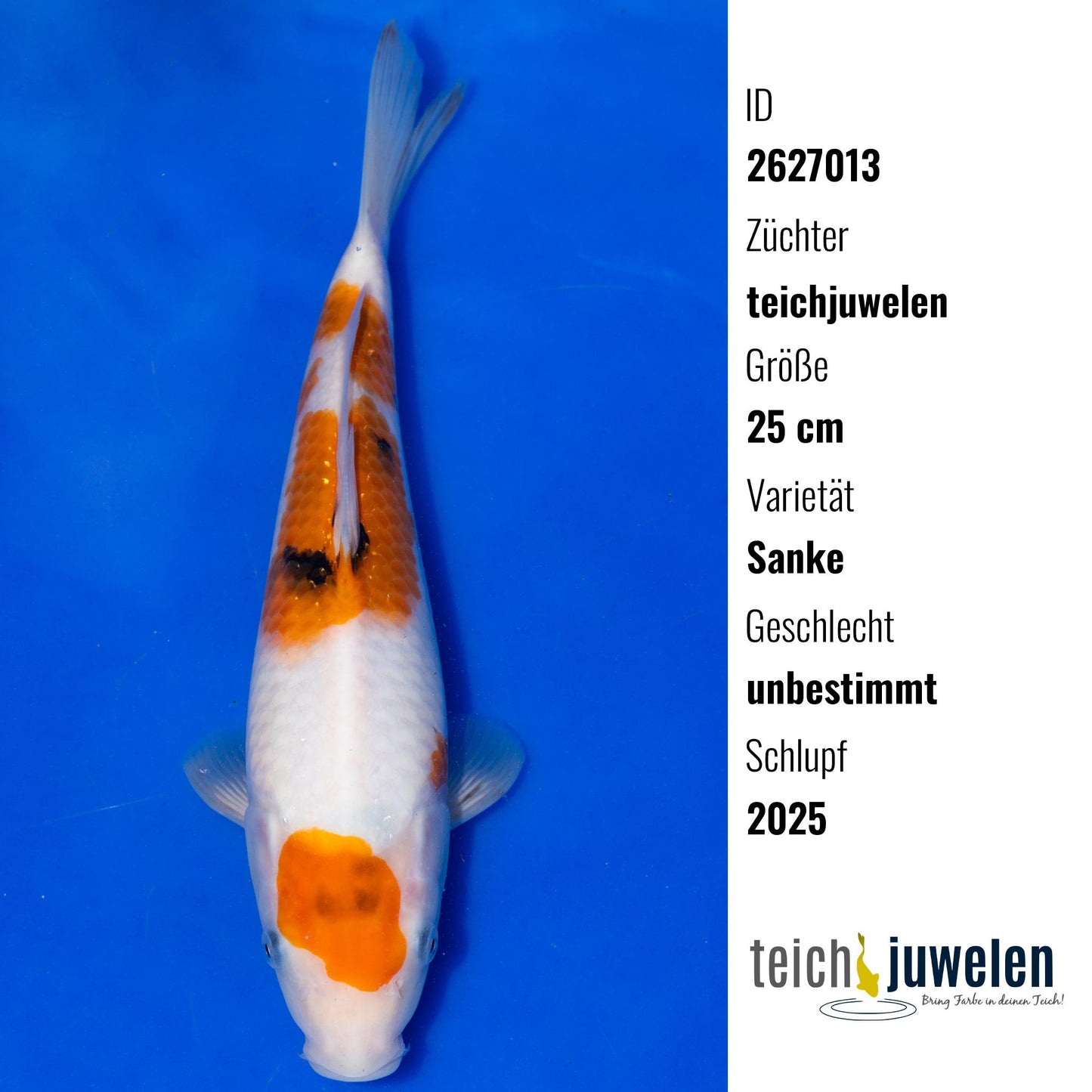 Sanke, 25 cm, 2025