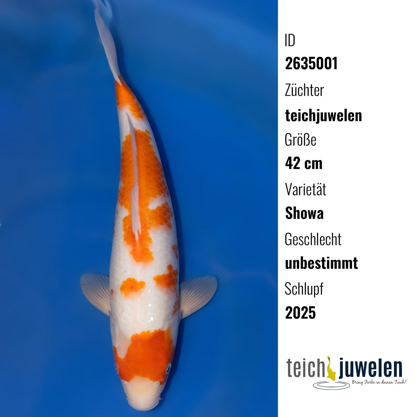 Showa, 42 cm, 2025