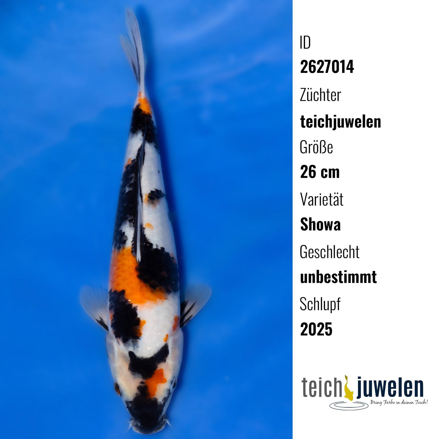 Showa, 26 cm, 2025