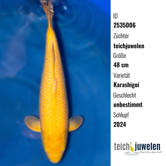Karashigoi, 48 cm, 2024