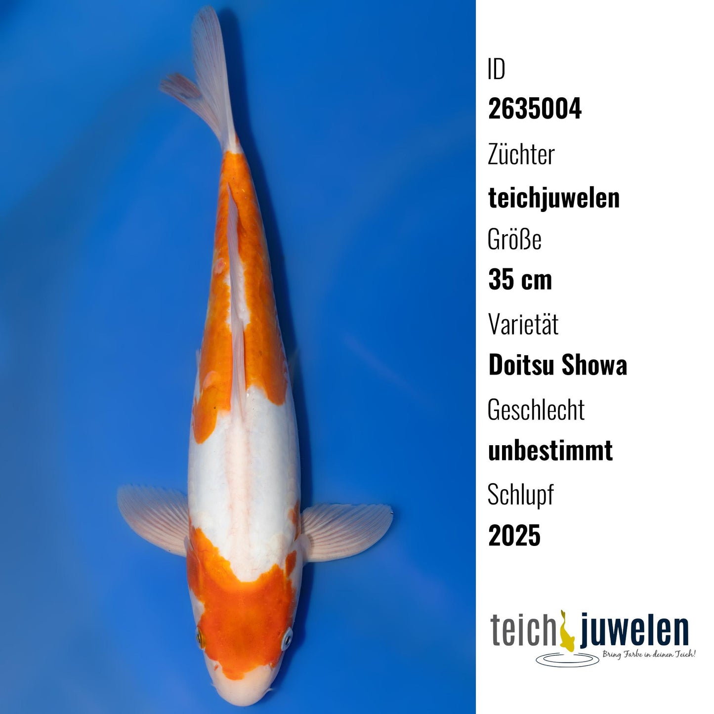 Doitsu Showa, 35 cm, 2025