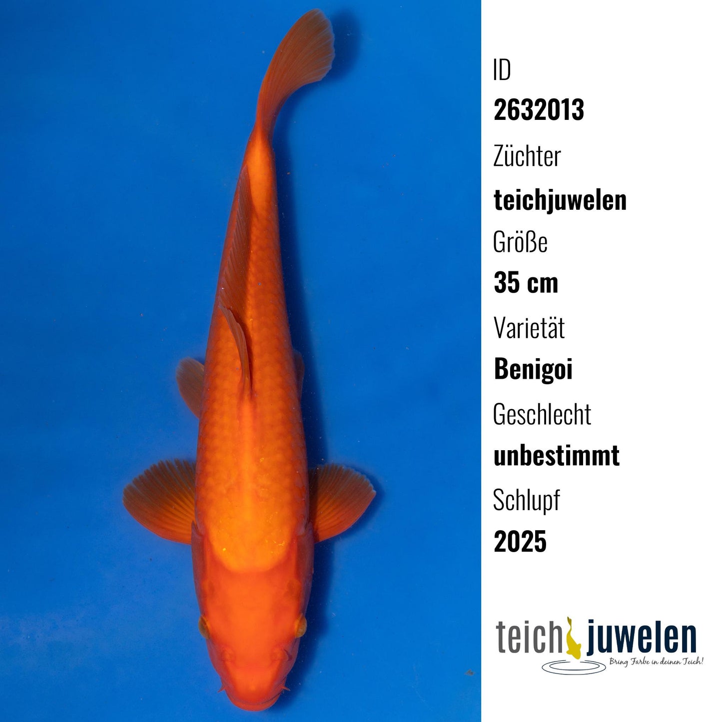 Benigoi, 35 cm, 2025