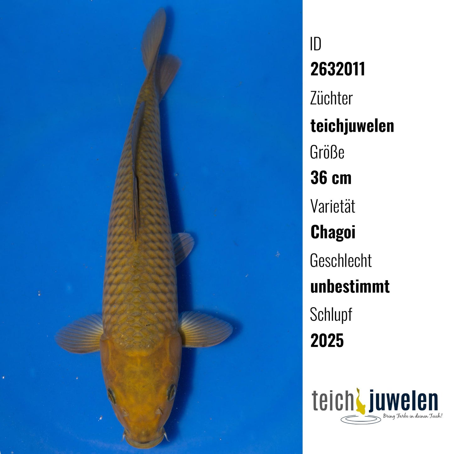 Chagoi, 36 cm, 2025