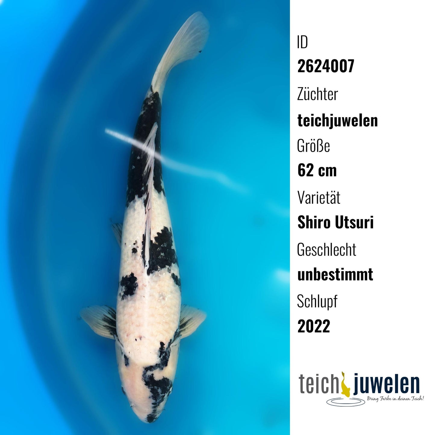 Shiro Utsuri, 62 cm, 2022