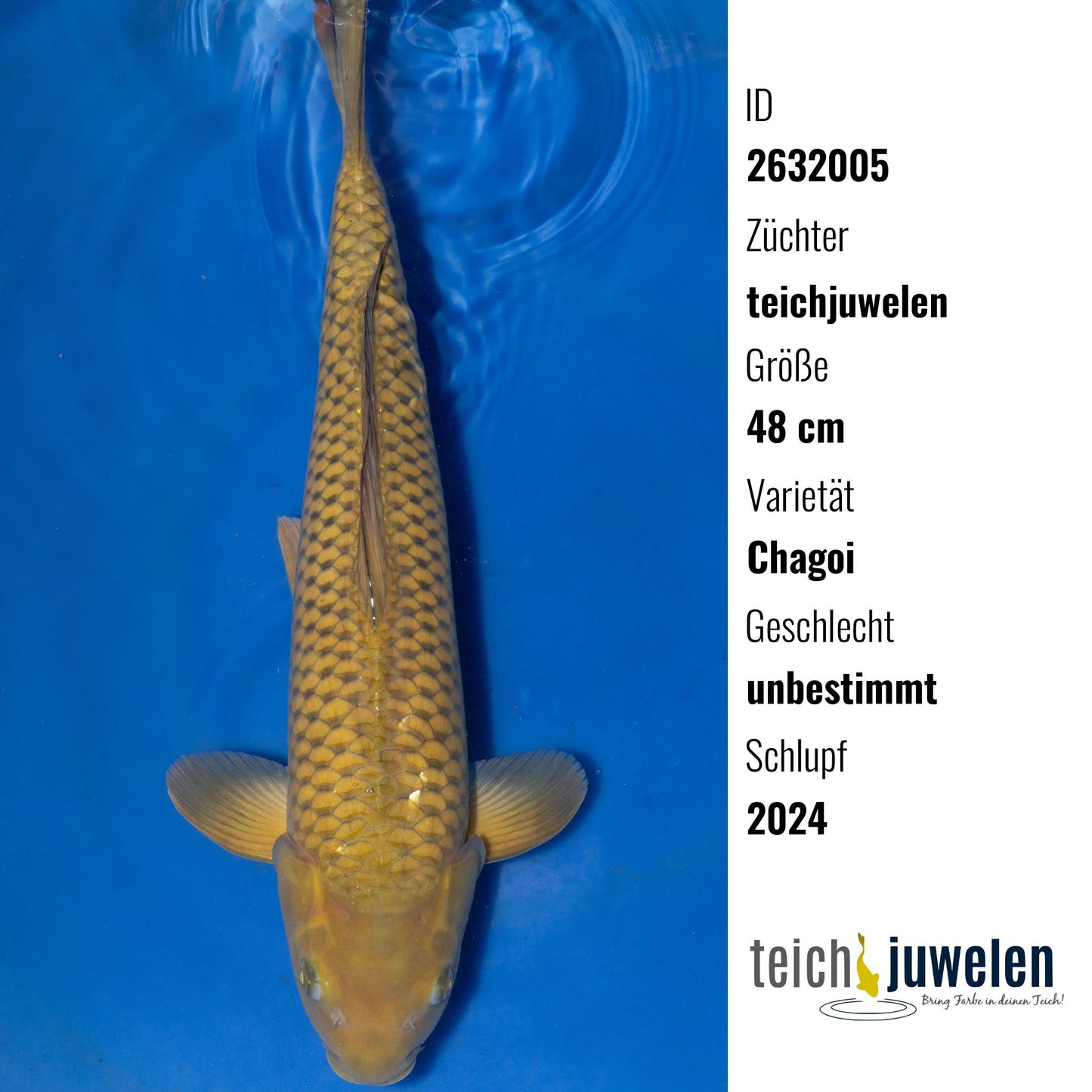 Chagoi, 48 cm, 2024