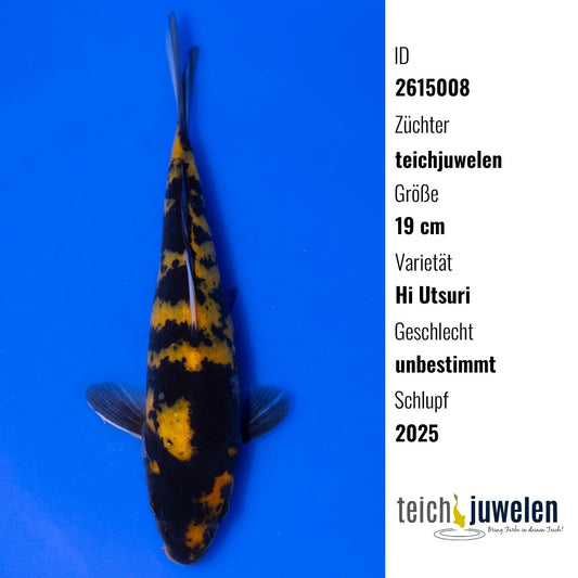 Hi Utsuri, 19 cm, 2025