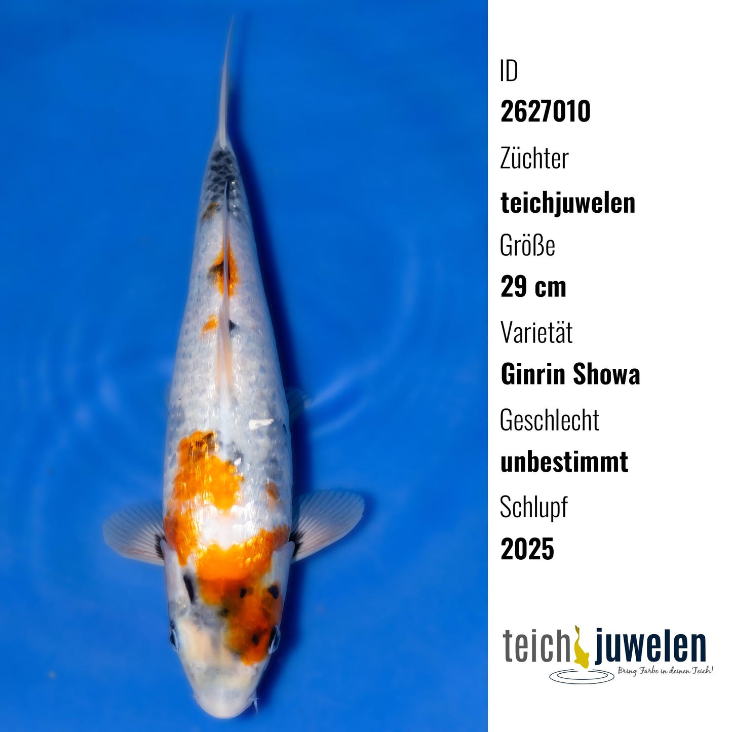 Ginrin Showa, 29 cm, 2025