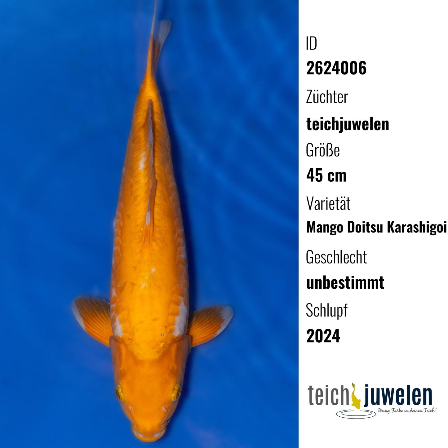 Mango Doitsu Karashigoi, 45 cm, 2024