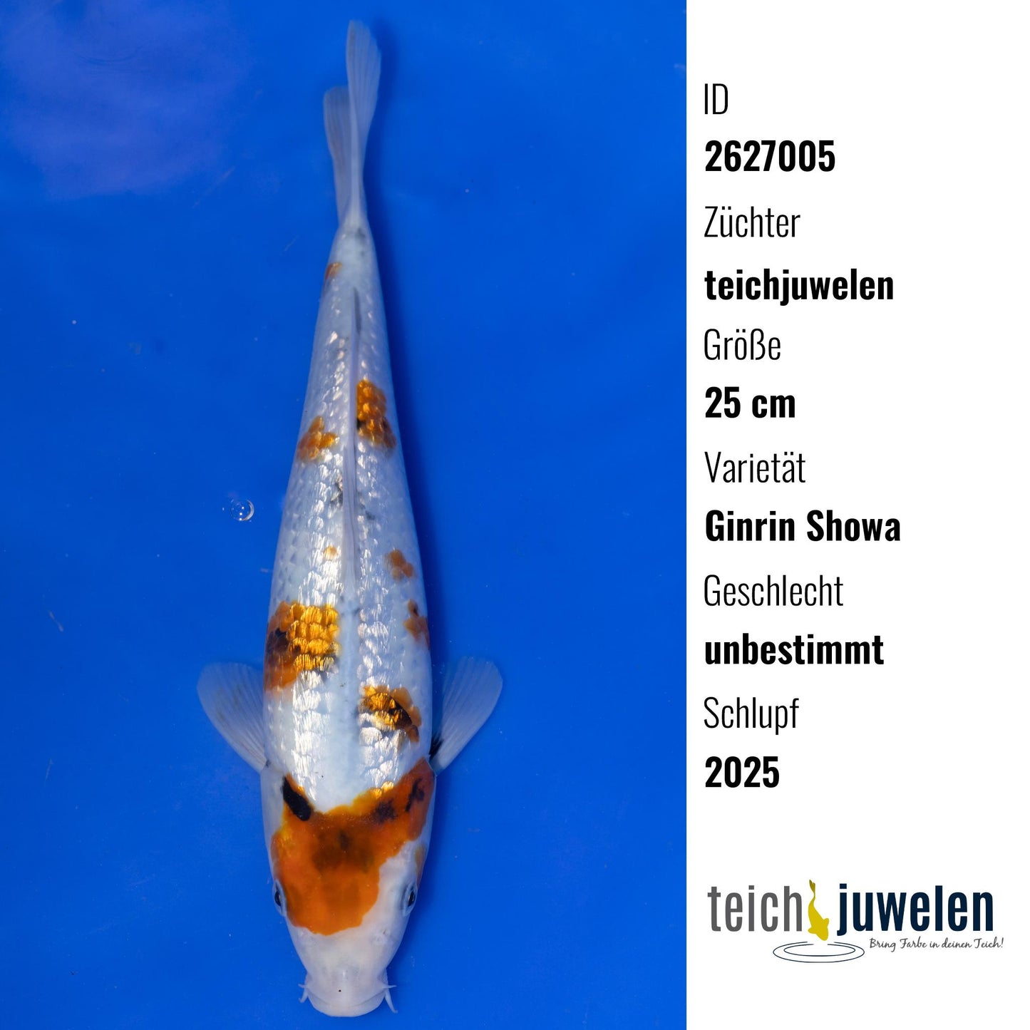 Ginrin Showa, 25 cm, 2025
