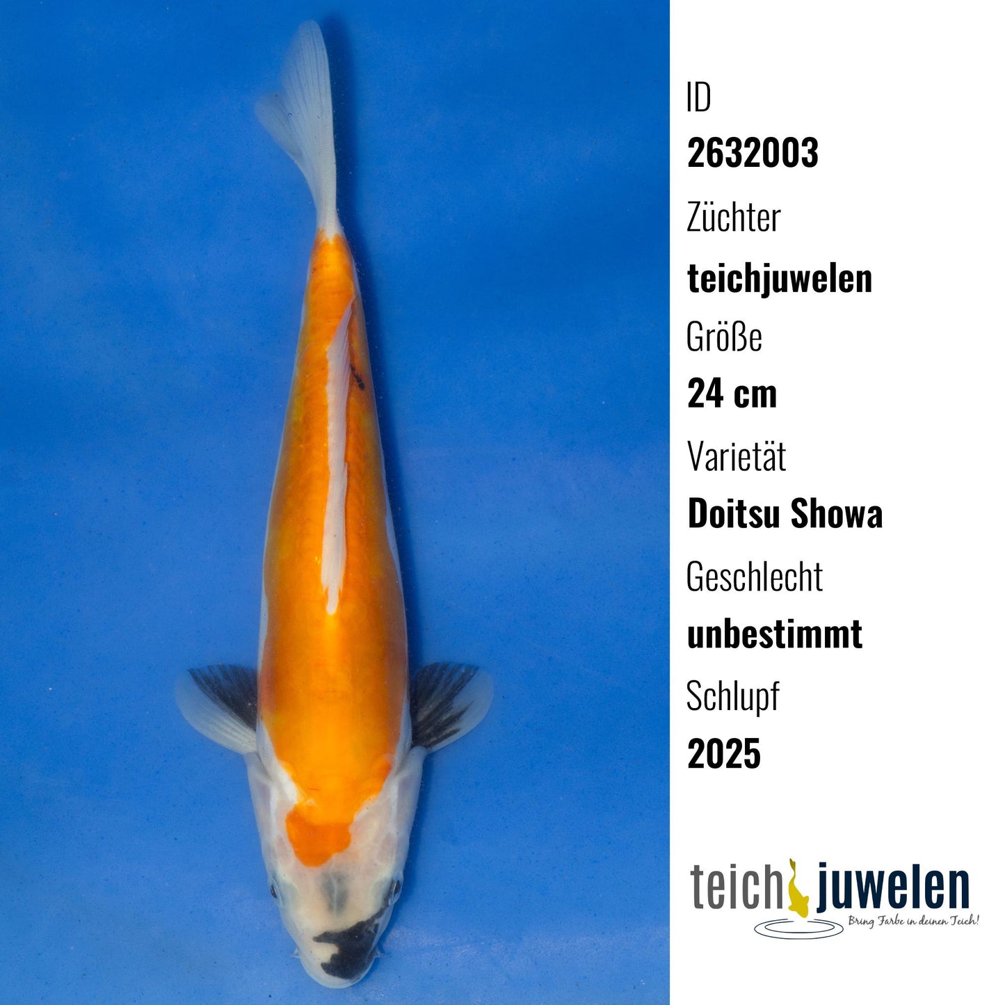 Doitsu Showa, 24 cm, 2025