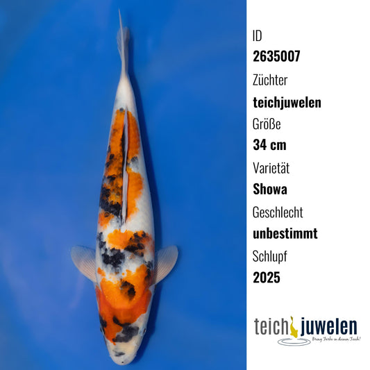 Showa, 34 cm, 2025