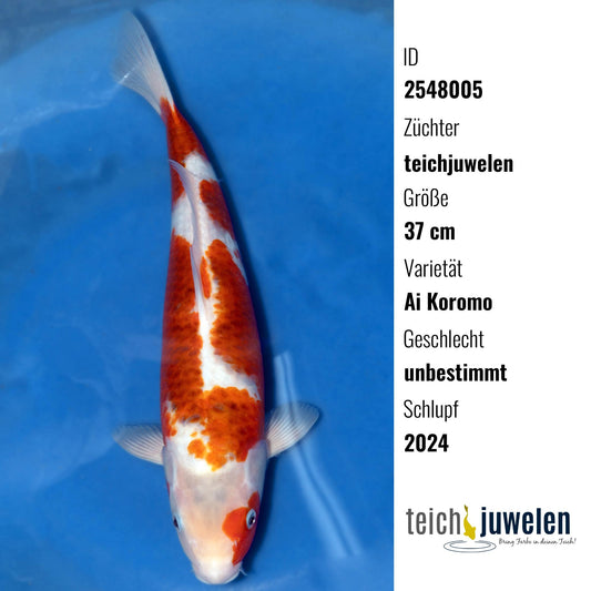 Ai Koromo, 37 cm, 2024