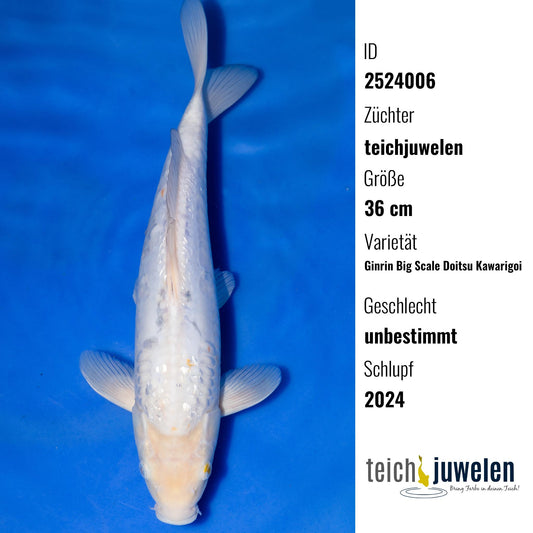 Ginrin Big Scale Doitsu Kawarigoi, 36 cm, 2024