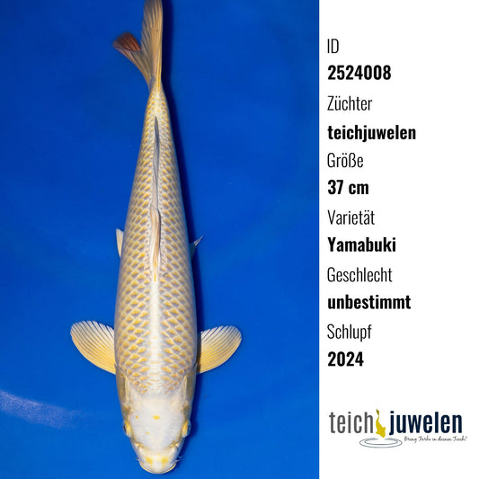 Yamabuki, 37 cm, 2024