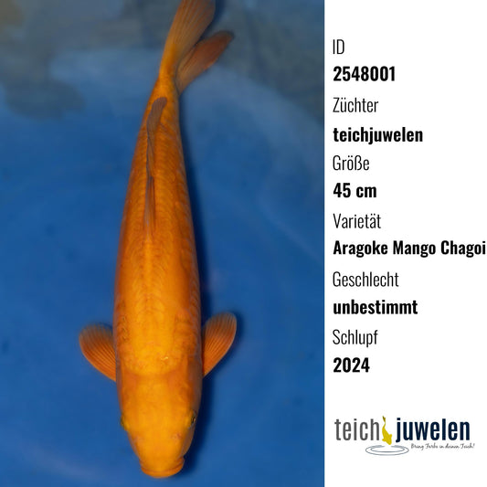 Aragoke Mango Chagoi, 45 cm, 2024
