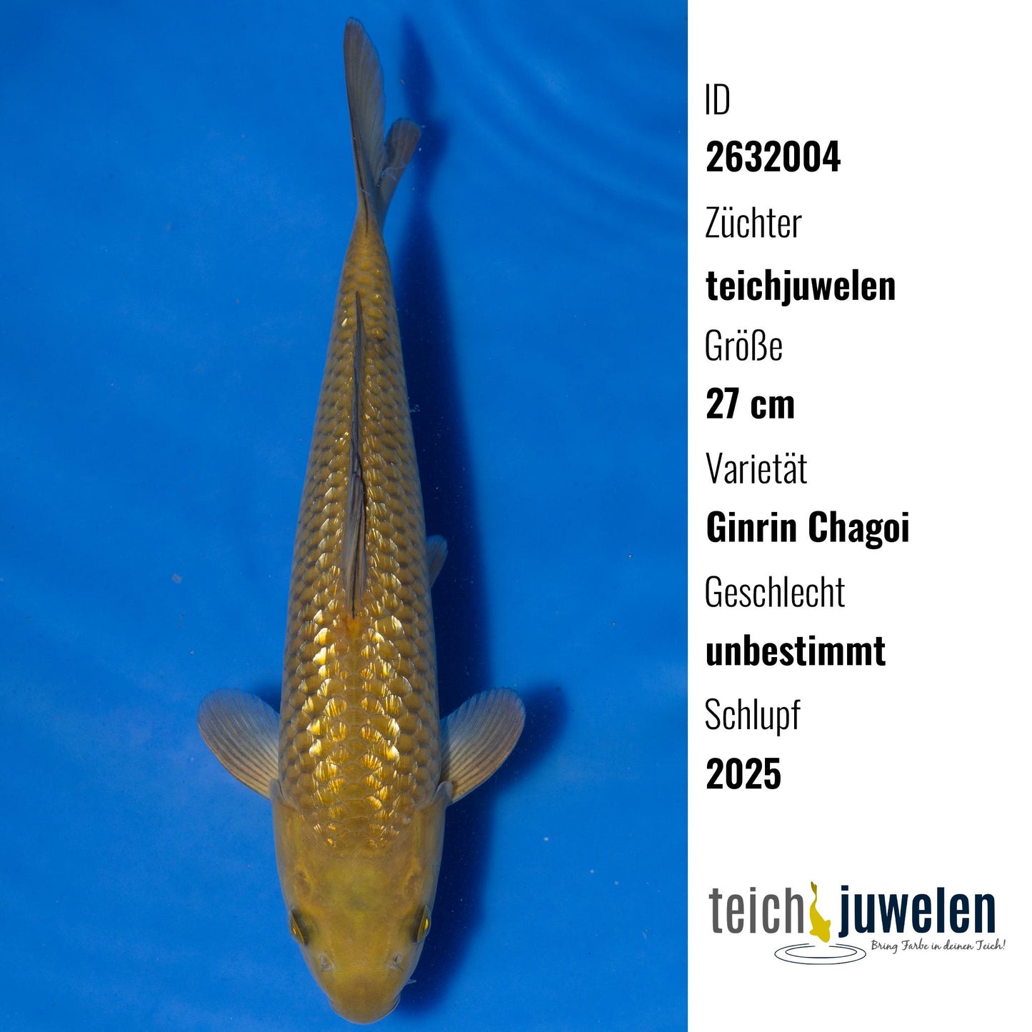 Ginrin Chagoi, 27 cm, 2025