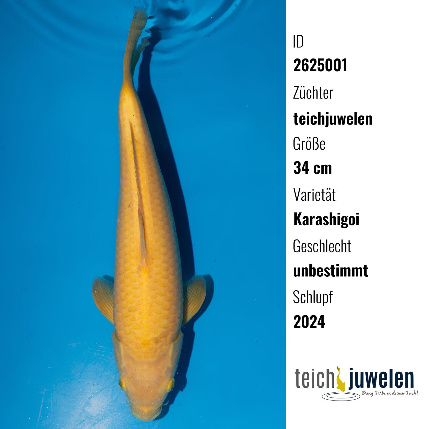 Karashigoi, 34 cm, 2024