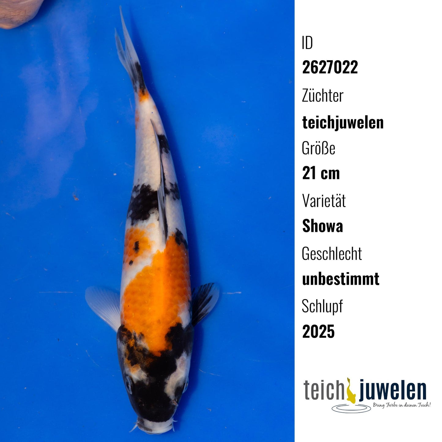 Showa, 21 cm, 2025