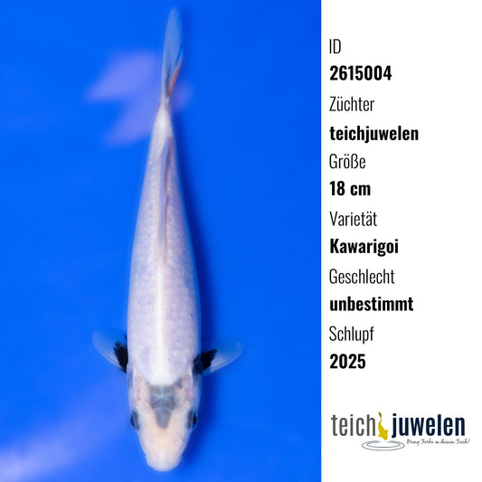 Kawarigoi, 18 cm, 2025