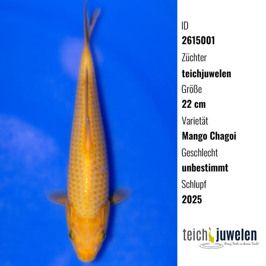 Mango Chagoi, 22 cm, 2025