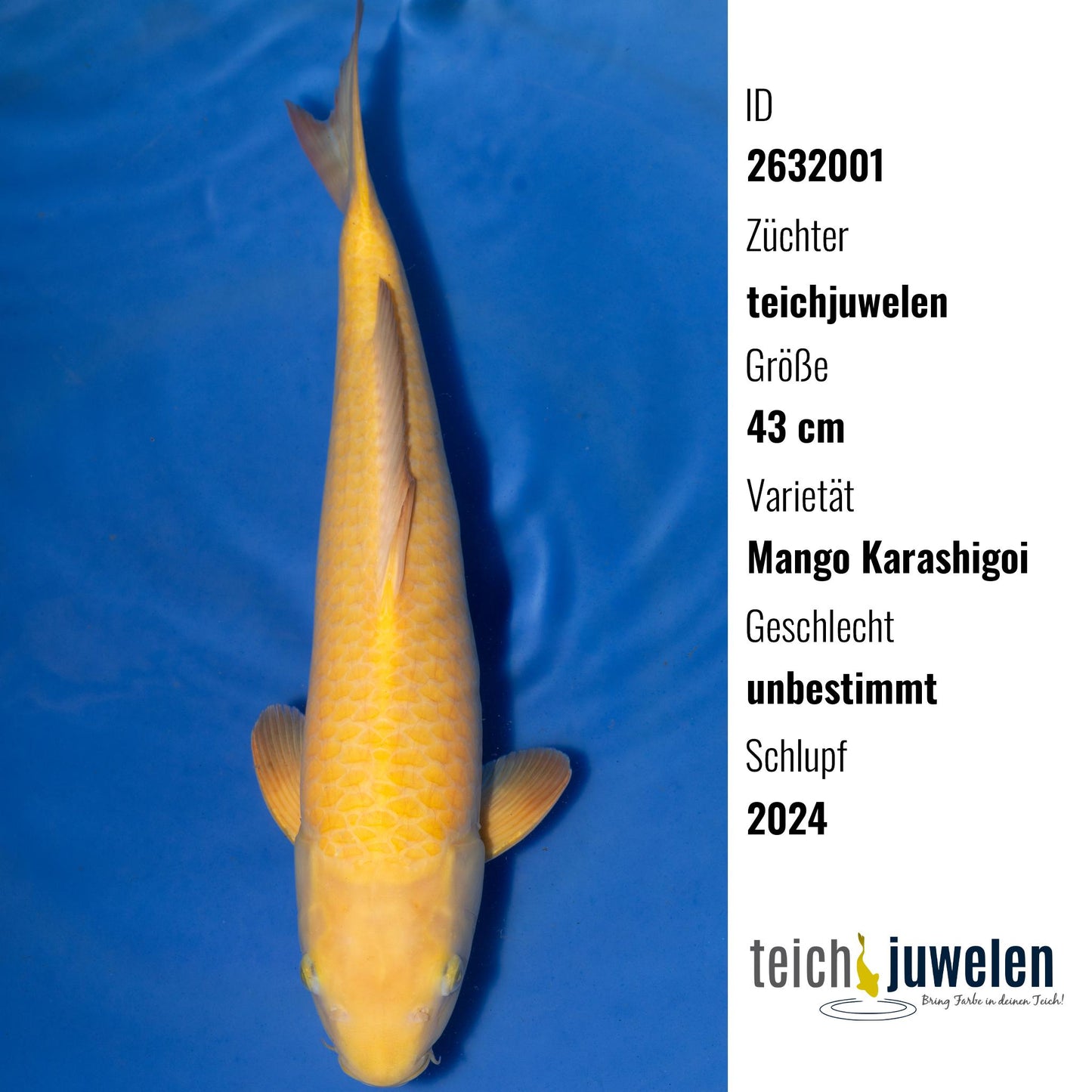 Mango Karashigoi, 43 cm, 2024