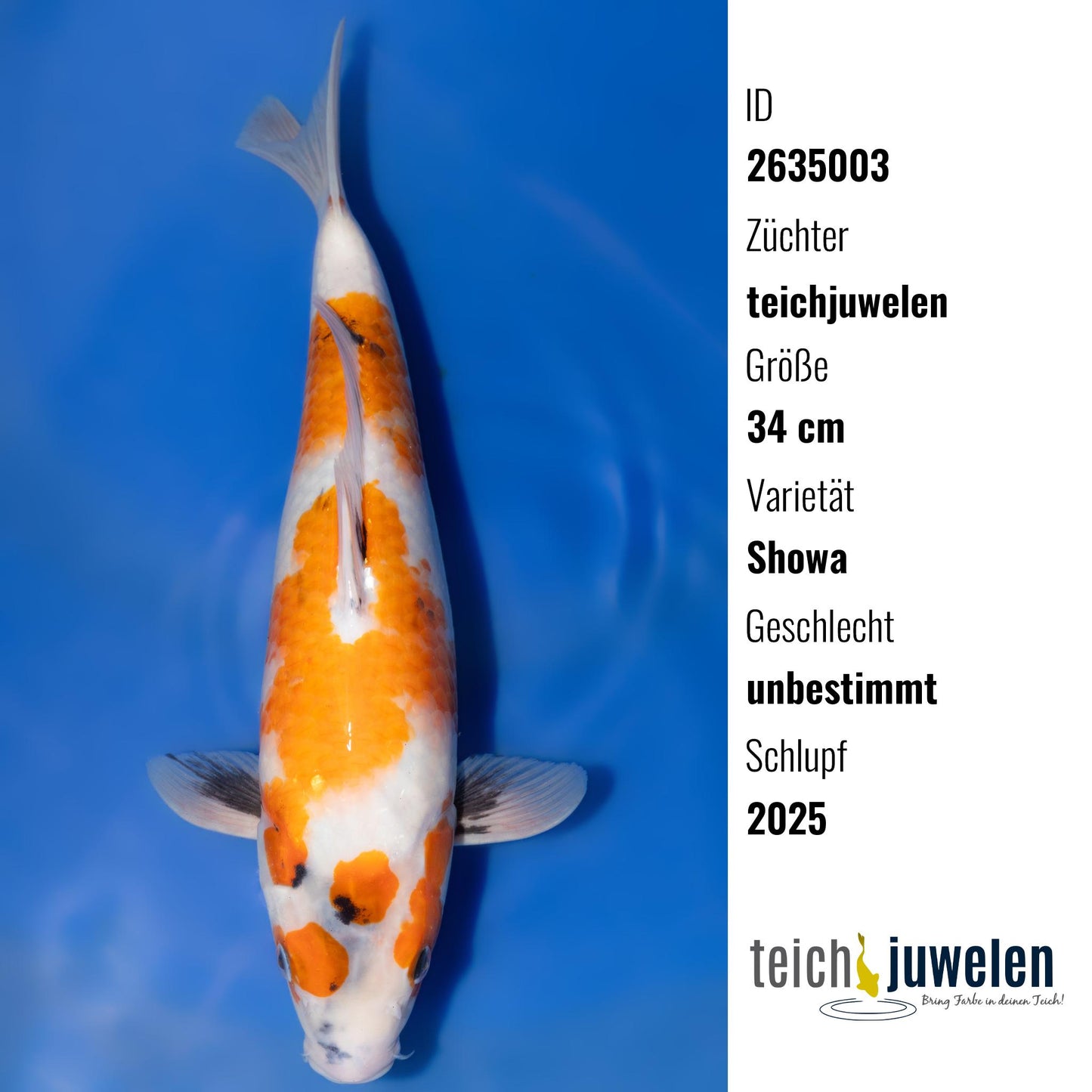 Showa, 34 cm, 2025