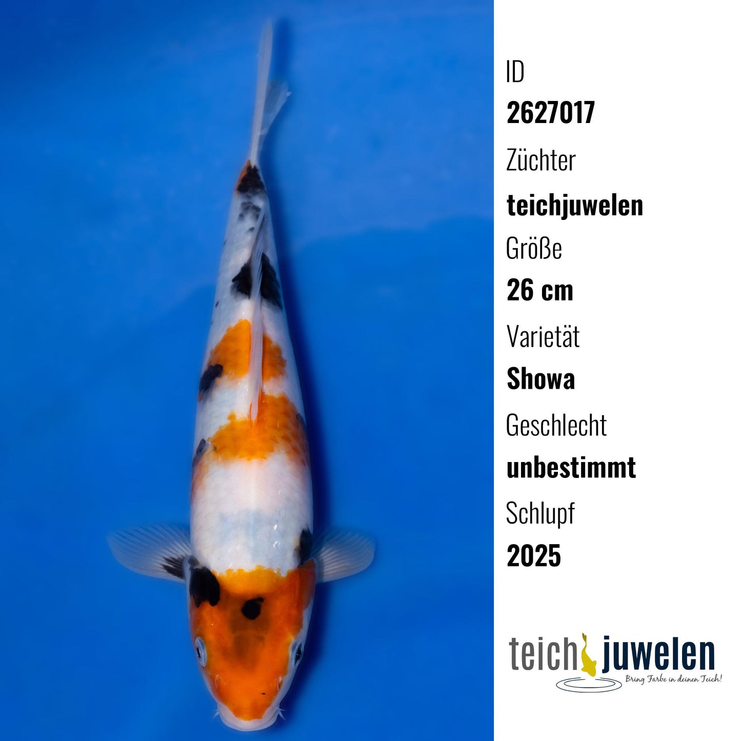 Showa, 26 cm, 2025