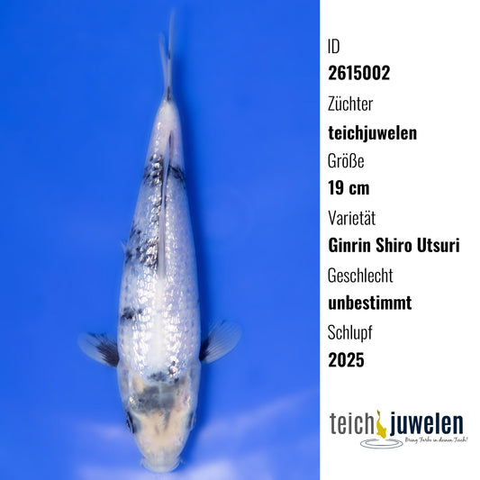 Ginrin Shiro Utsuri, 19 cm, 2025