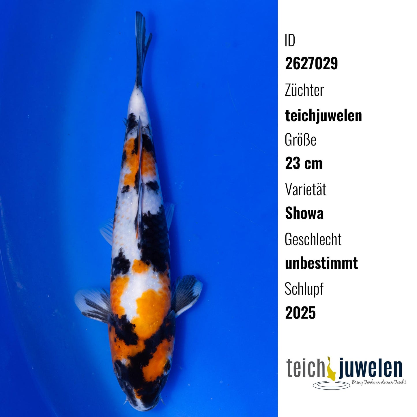 Showa, 23 cm, 2025