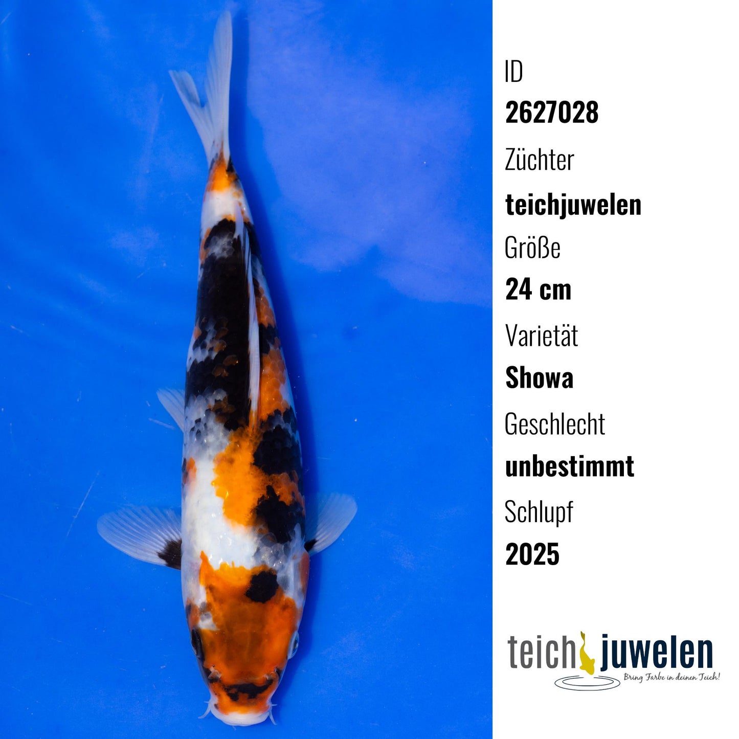 Showa, 24 cm, 2025
