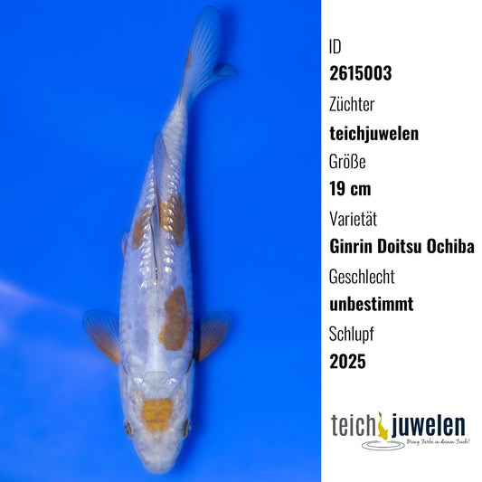 Ginrin Doitsu Ochiba, 19 cm, 2025