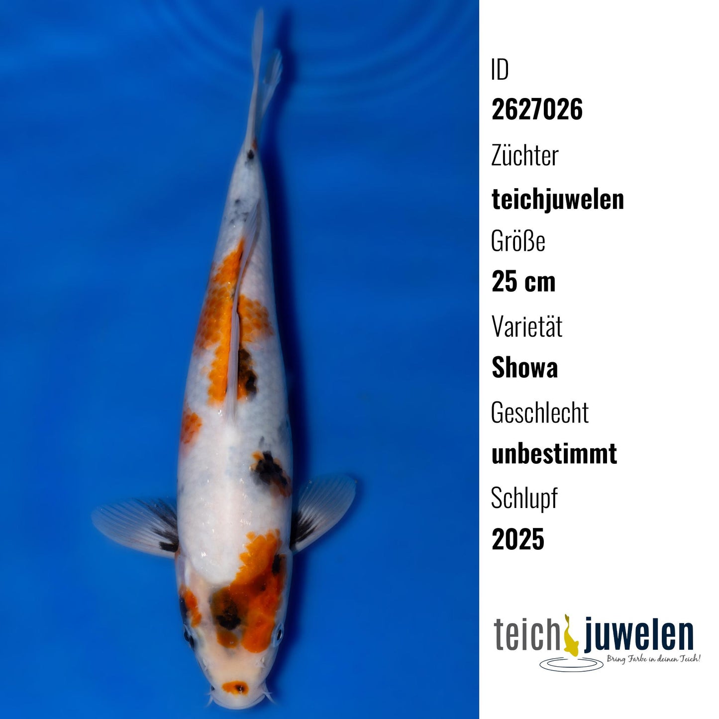 Showa, 25 cm, 2025