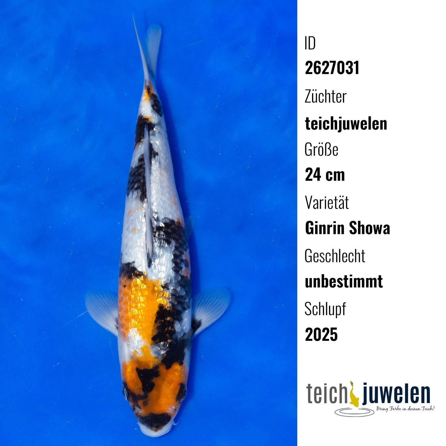 Ginrin Showa, 24 cm, 2025