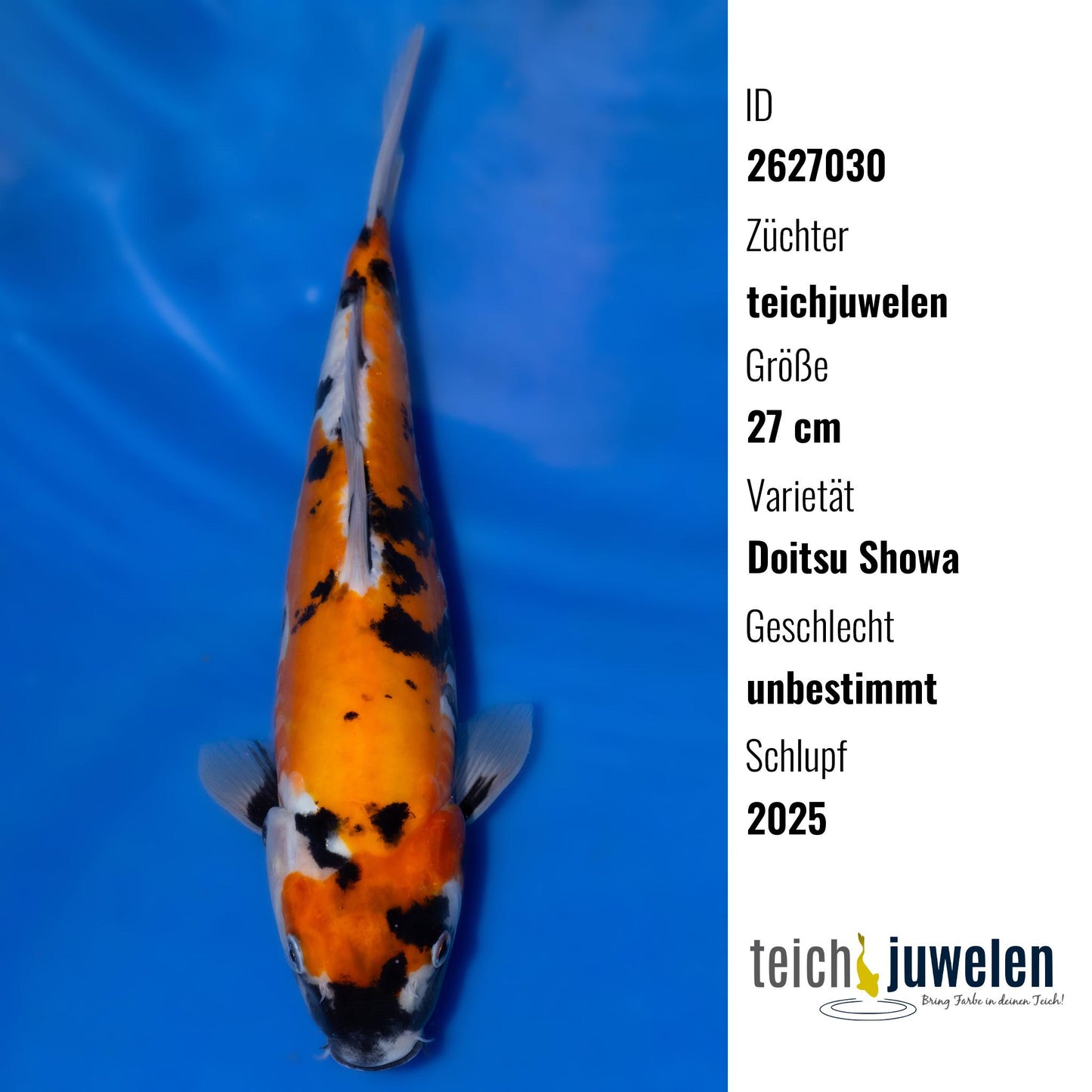 Doitsu Showa, 27 cm, 2025