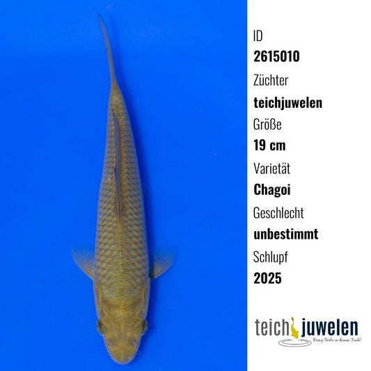 Chagoi, 19 cm, 2025