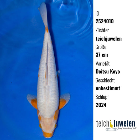 Doitsu Koyo, 37 cm, 2024