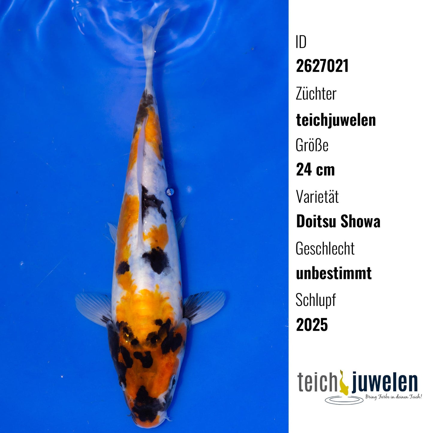 Doitsu Showa, 24 cm, 2025