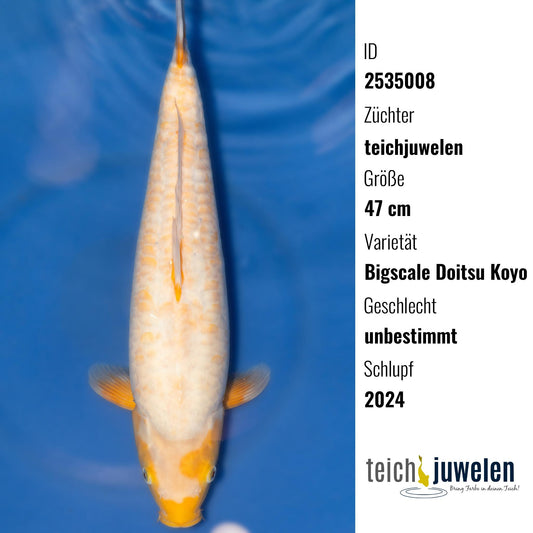 Bigscale Doitsu Koyo, 47 cm, 2024