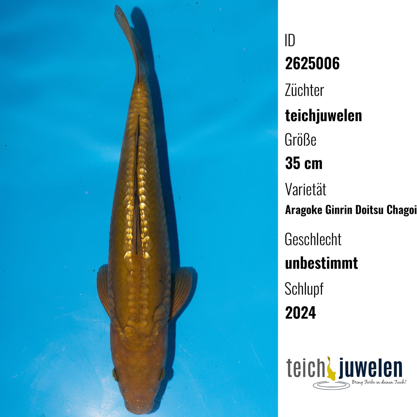 Aragoke Ginrin Doitsu Chagoi, 35 cm, 2024
