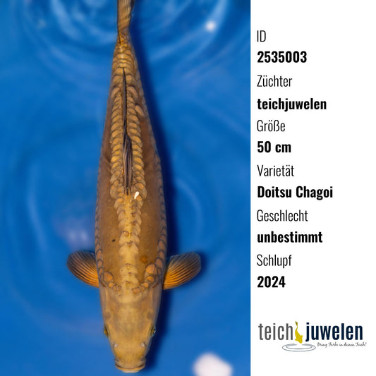 Doitsu Chagoi, 50 cm, 2024