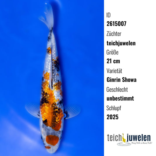 Ginrin Showa, 21 cm, 2025