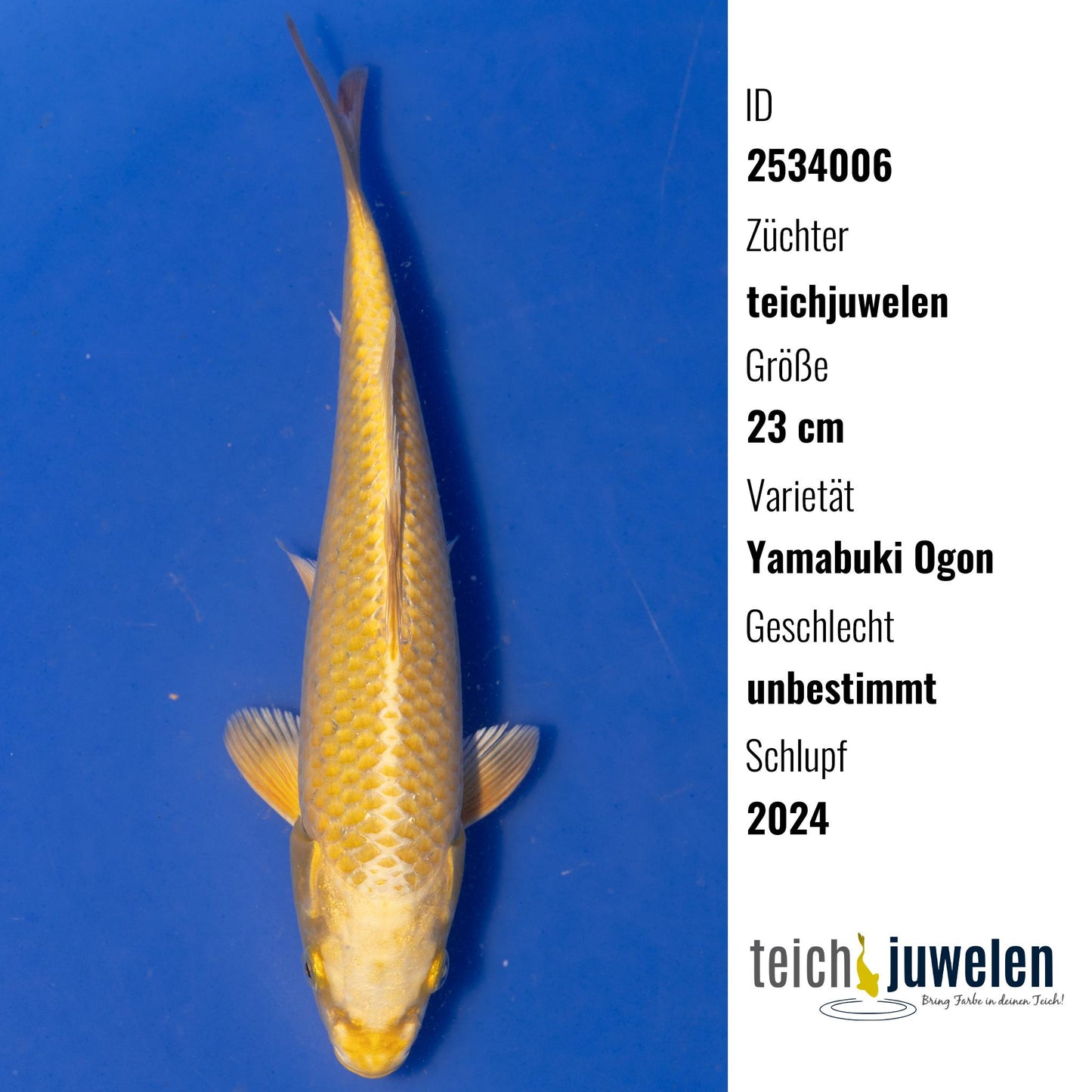 Yamabuki Ogon, 23 cm, 2024