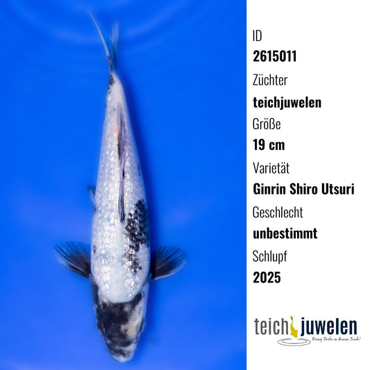 Ginrin Shiro Utsuri, 19 cm, 2025