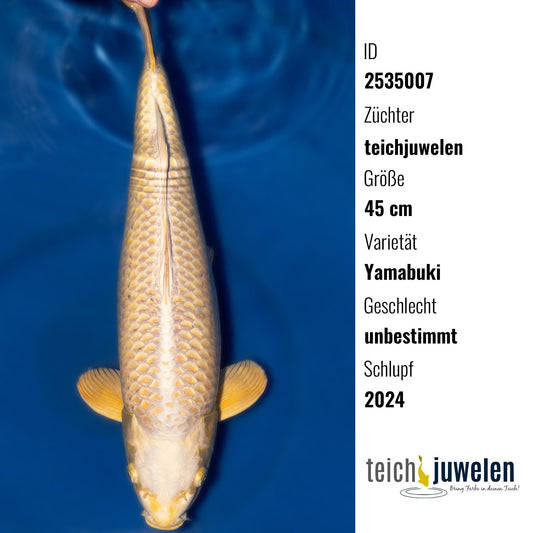 Yamabuki, 45 cm, 2024