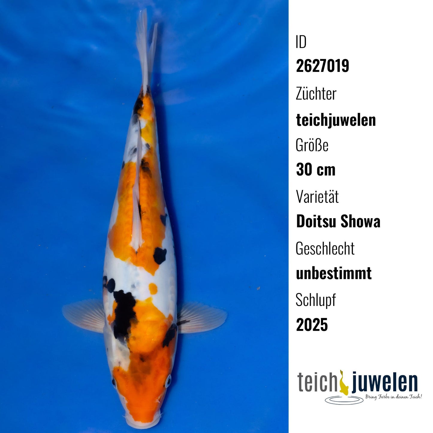Doitsu Showa, 30 cm, 2025